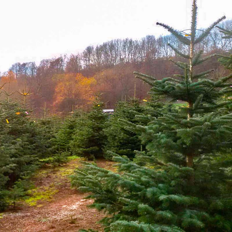 Unsere Christbäume in verschiedenen Wachstumsstadien