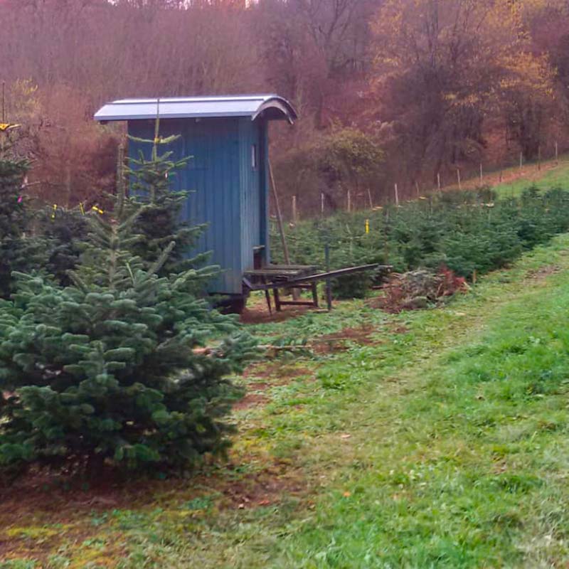 Unsere Christbäume in verschiedenen Wachstumsstadien