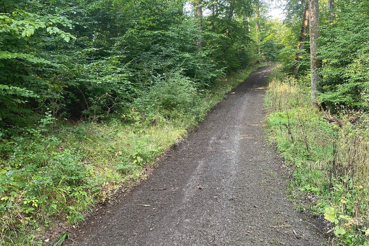 So sieht ein gepflegter Waldweg aus