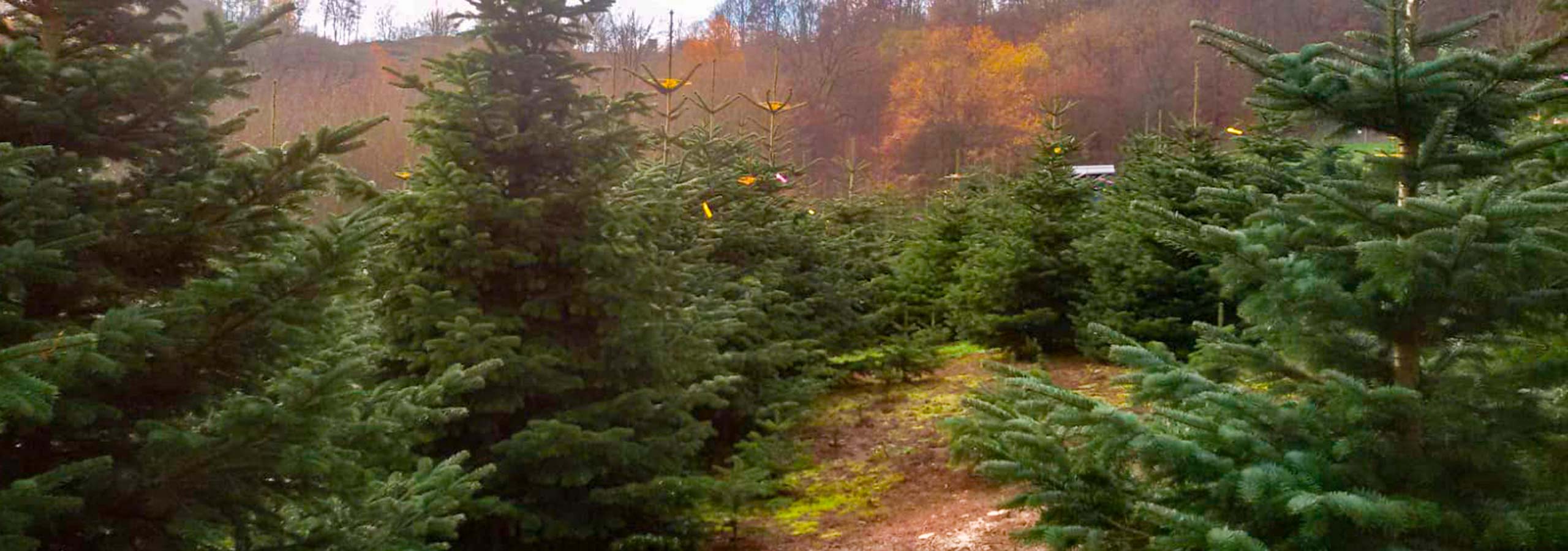 Unsere Christbaum-Kulturen